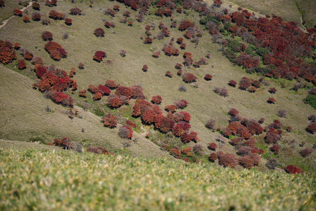 竜ヶ岳(三重)山頂付近06　赤い羊たち