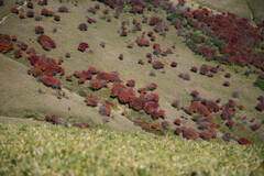 竜ヶ岳(三重)山頂付近06　赤い羊たち