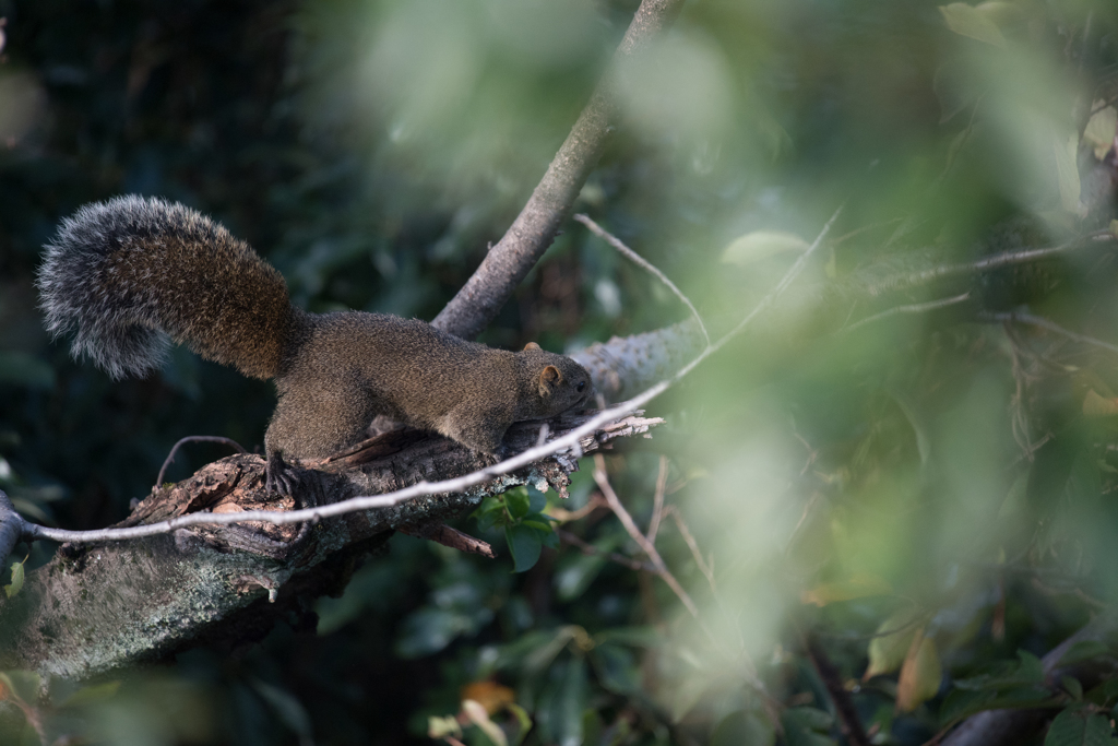 金華山のタイワンリス