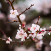 梅の花3