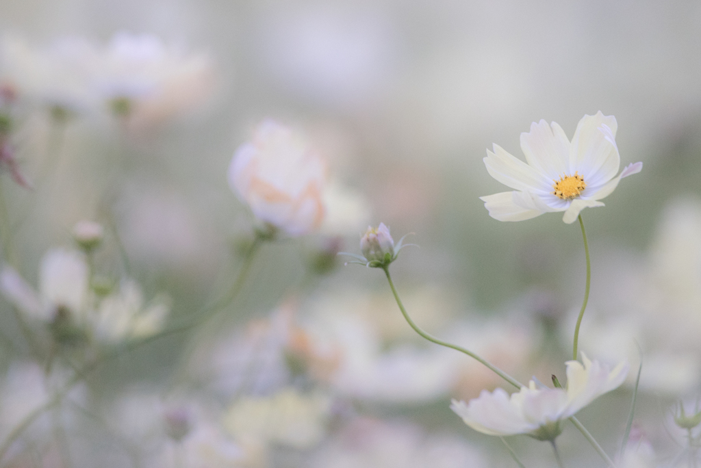 2016年のコスモス12