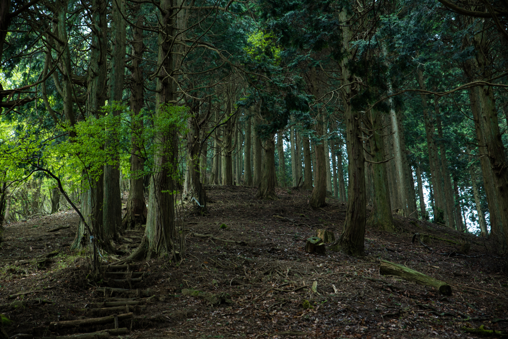 京都一周トレイル北山⑤