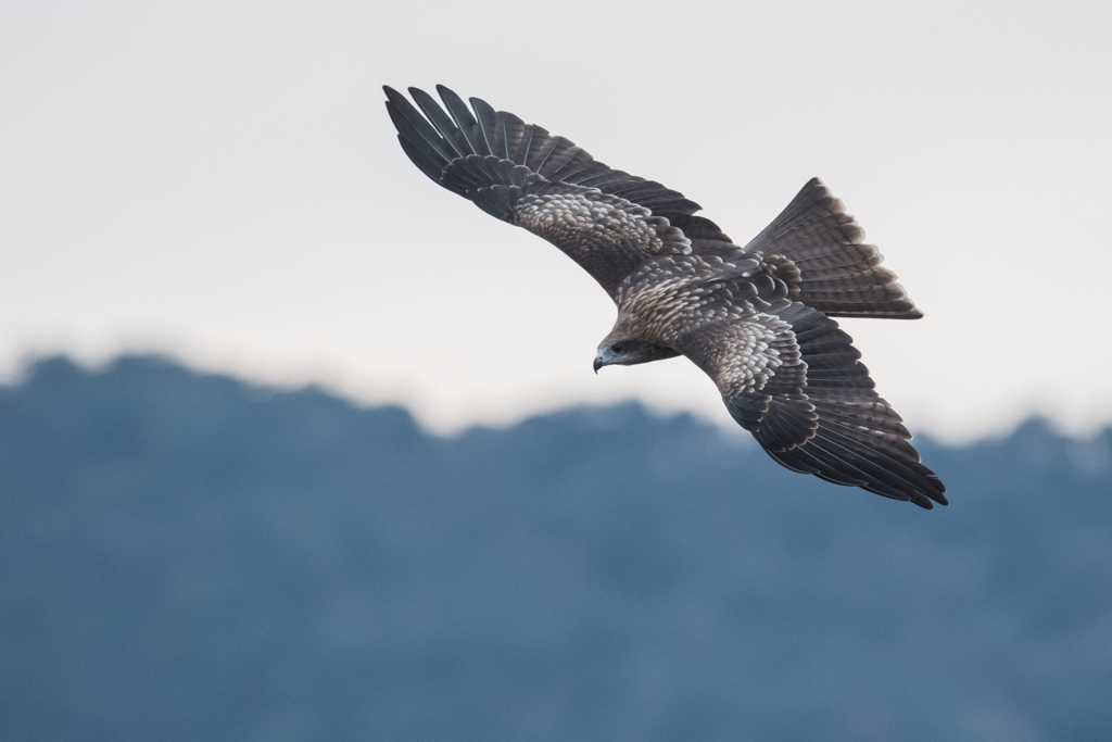 鳶　獲物探して01