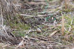 モズ 006　イッチ