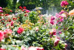 バラの水浴び