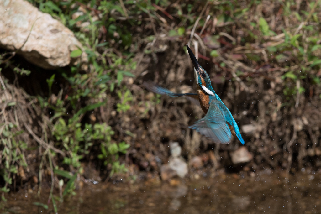 こっちも一生懸命