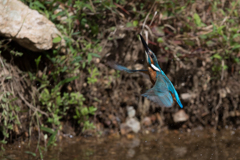 こっちも一生懸命