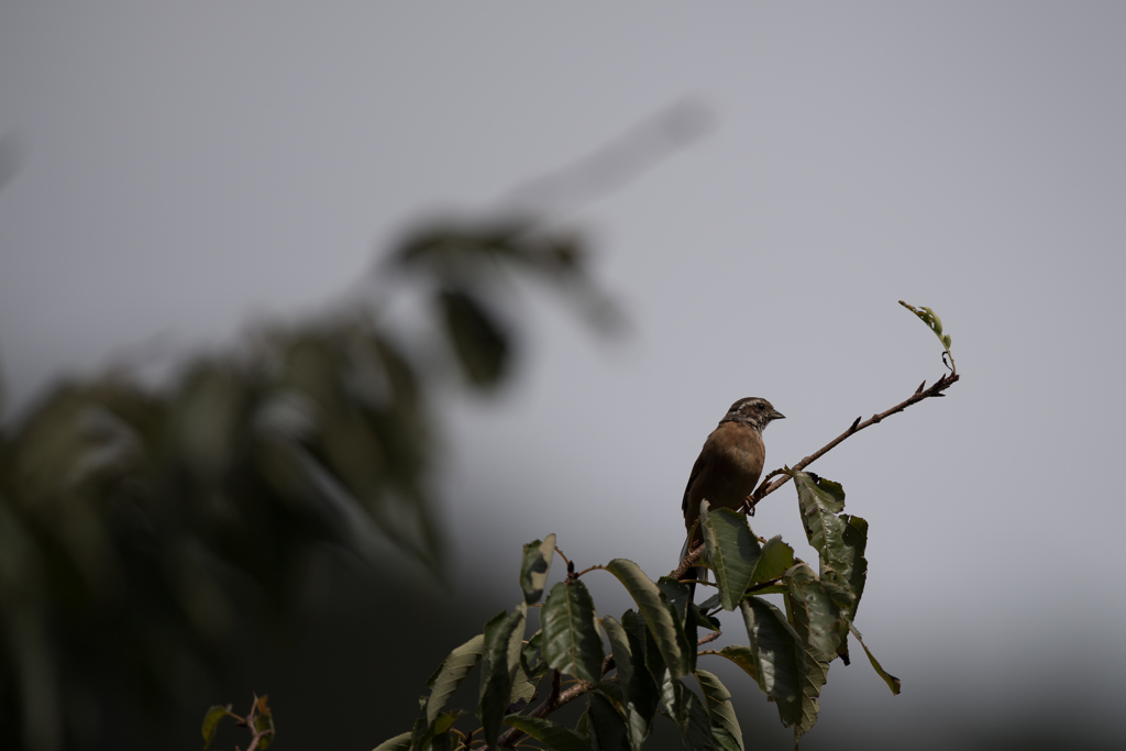 あなたはだれ？