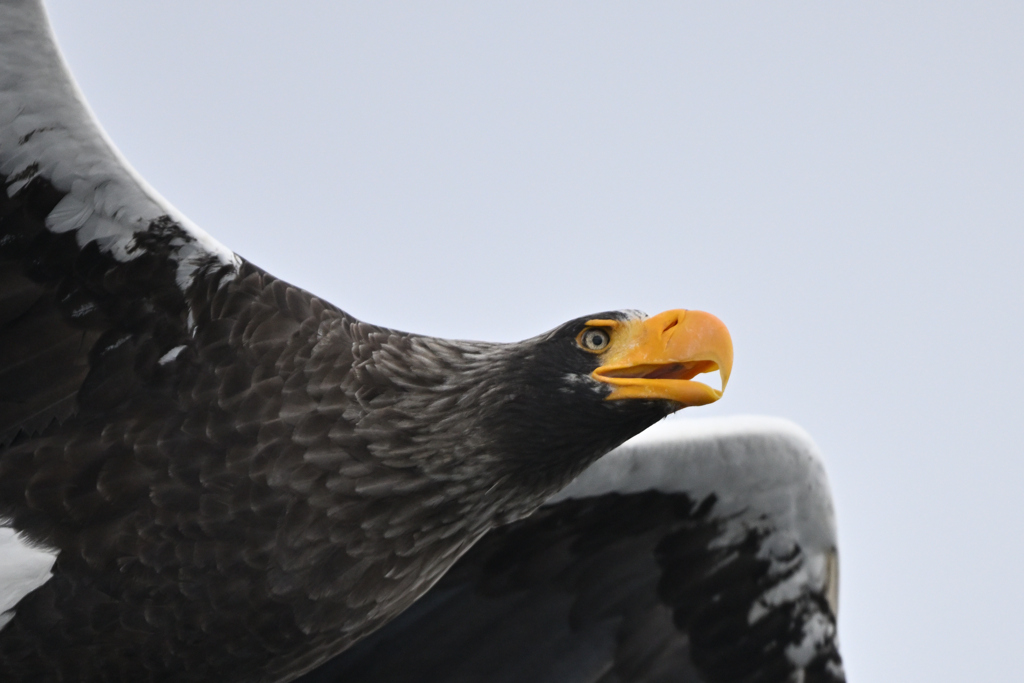 2026_オオワシ003_276