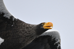 2026_オオワシ003_276