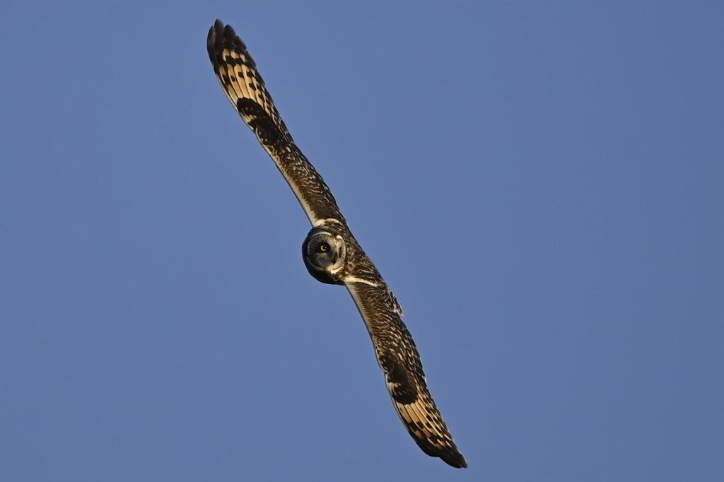 2025_コミミズク002_267