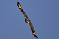 2025_コミミズク002_267