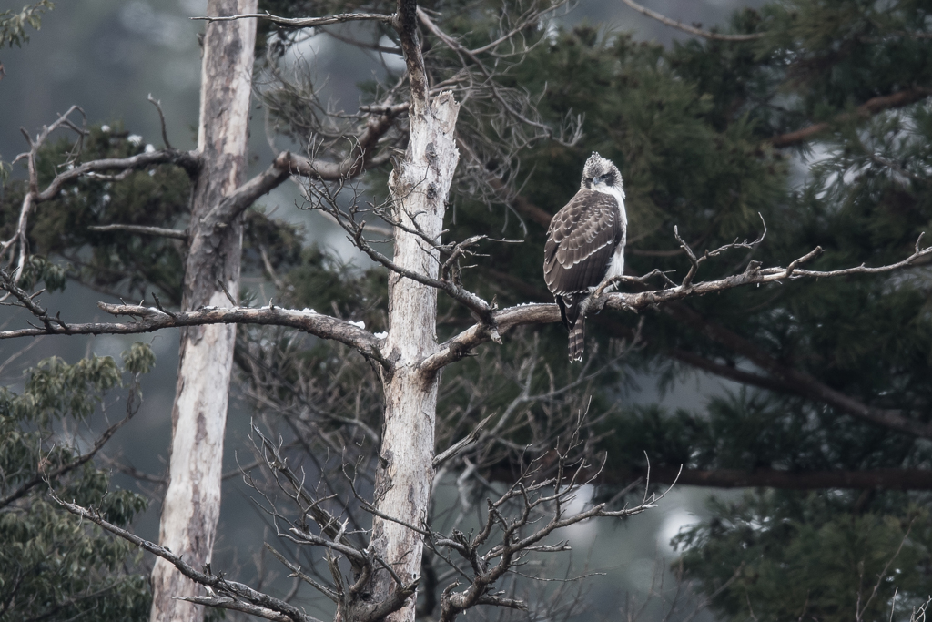 飛ばないクマタカ