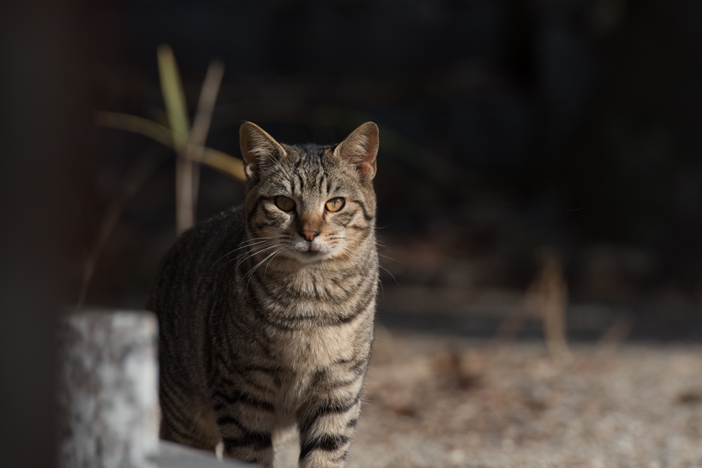於大公園の猫