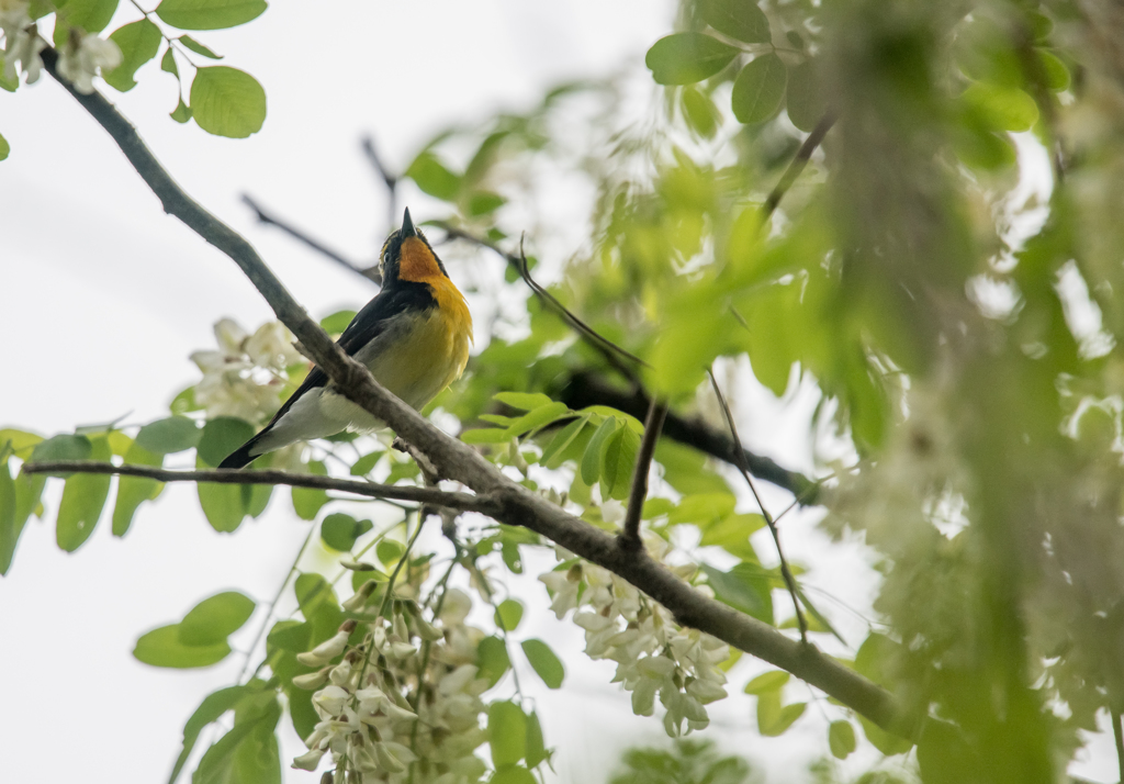白い花とキビタキ