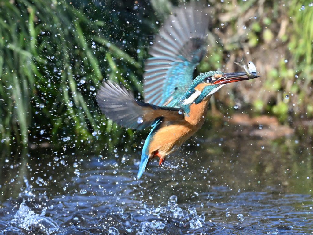 カワセミ_2022_26