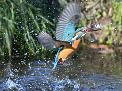 カワセミ_2022_26