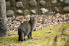 たぬきねこ_DSC8794_21