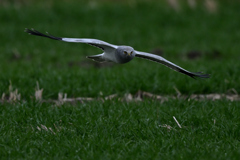 ハイイロチュウヒが飛んでくる2DSC_3854_46