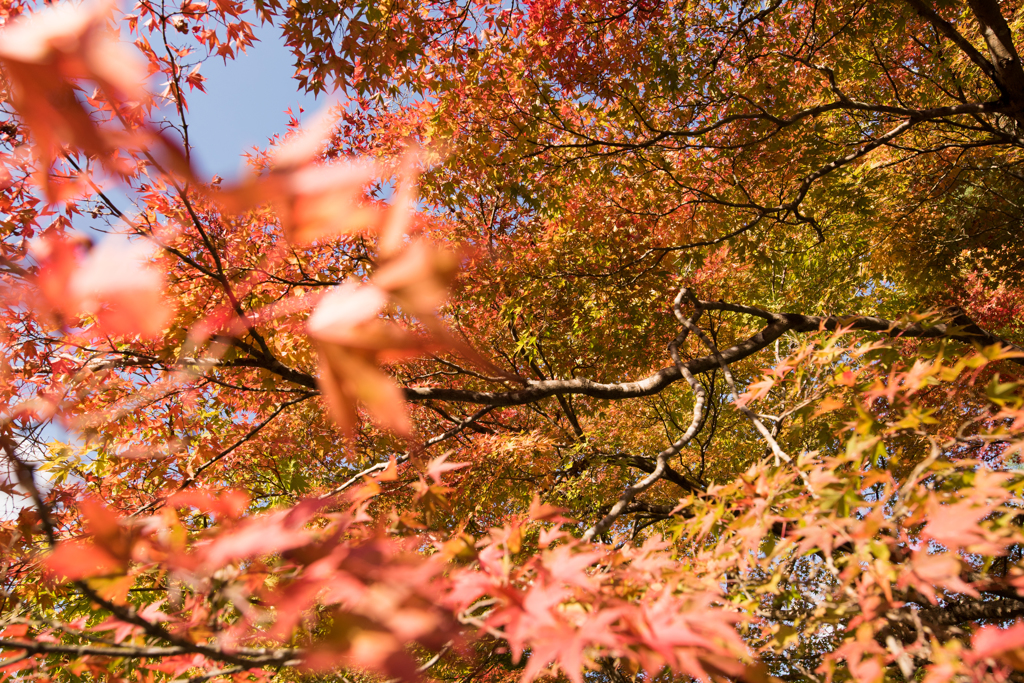 紅葉が流れる