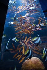 江ノ島水族館の水槽