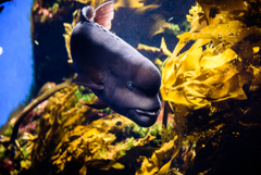 江ノ島水族館の魚①