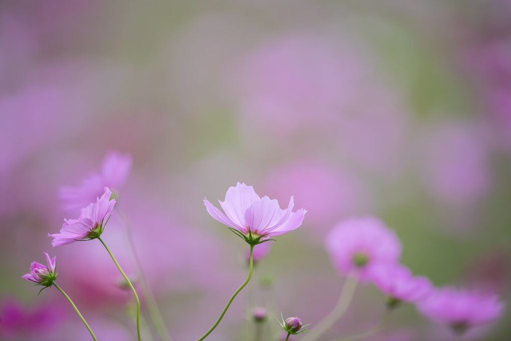 2016年のコスモス6