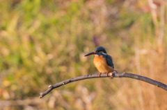 夕日にカワセミ