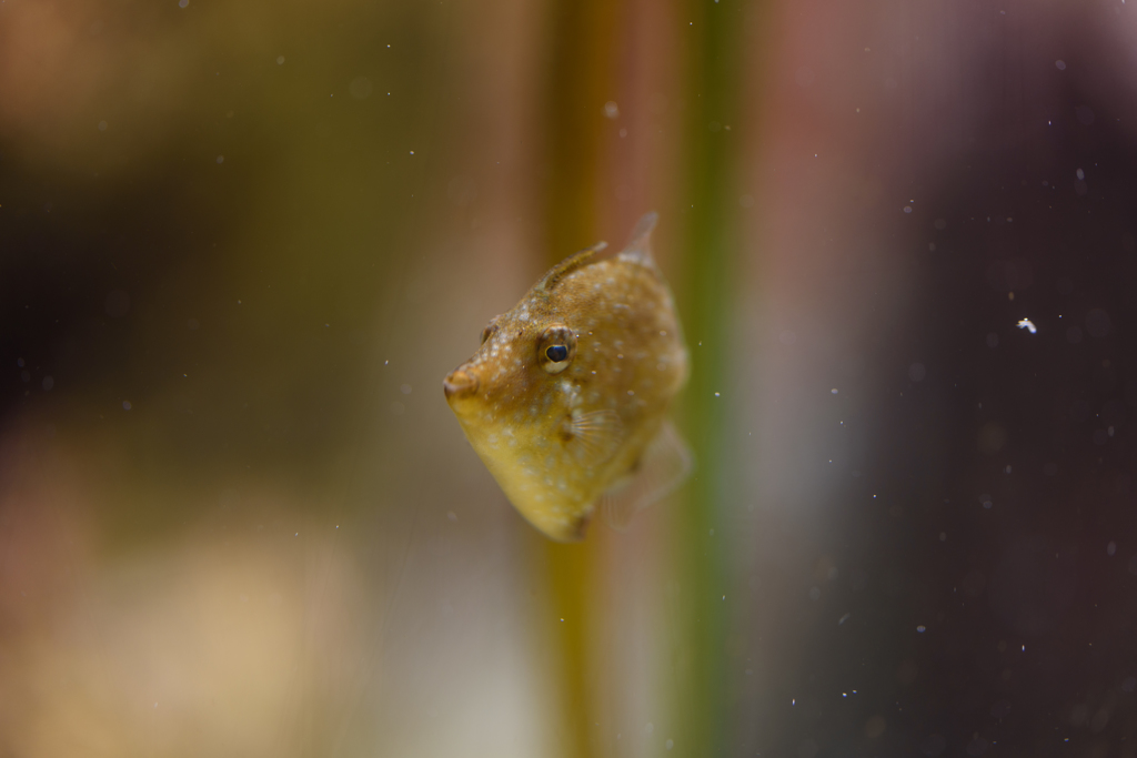 宮島水族館　ハギ
