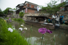 菖蒲と水郷