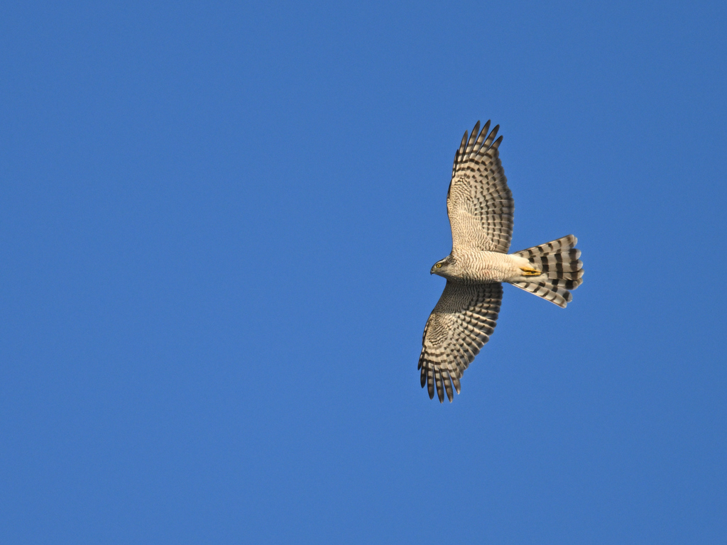 オオタカ_2022_005