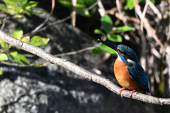 カワセミ　とまりものDSC_6840_048