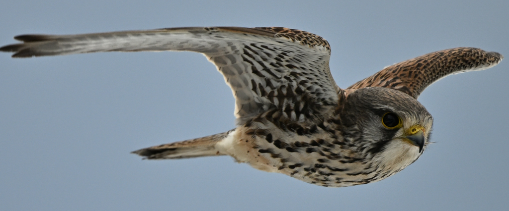 2026_チョウゲン006_284