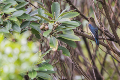 コルリ？オオルリ？