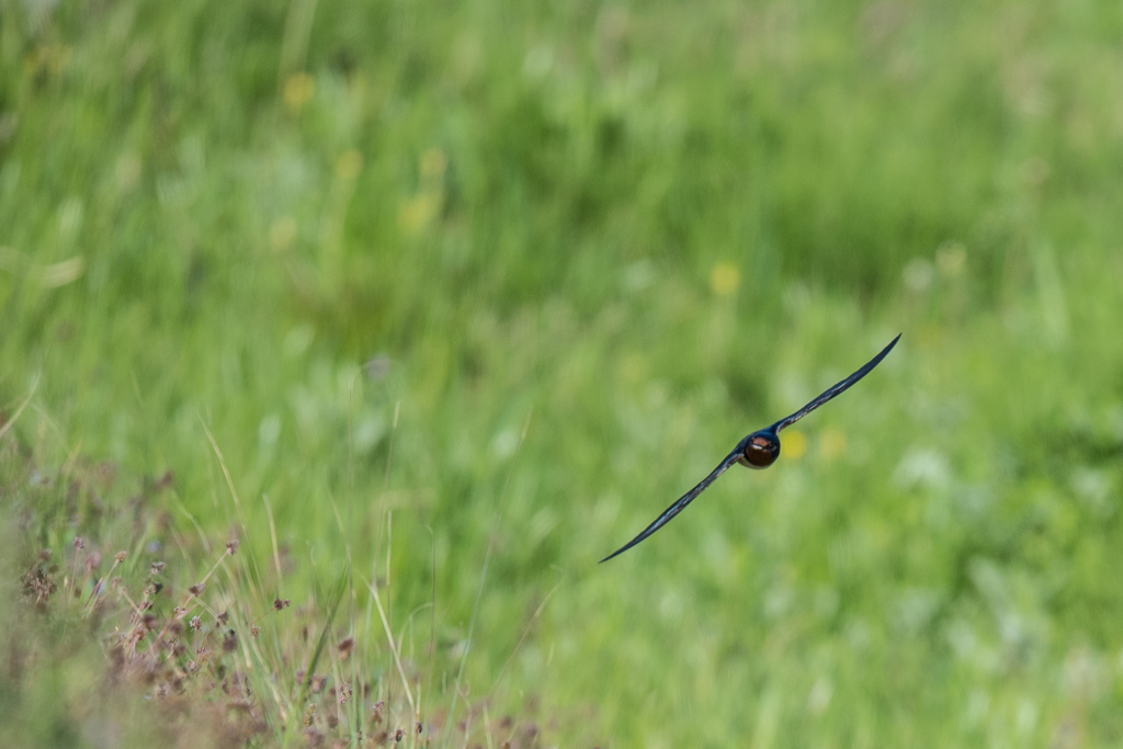 初夏のツバメ
