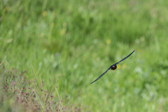 初夏のツバメ