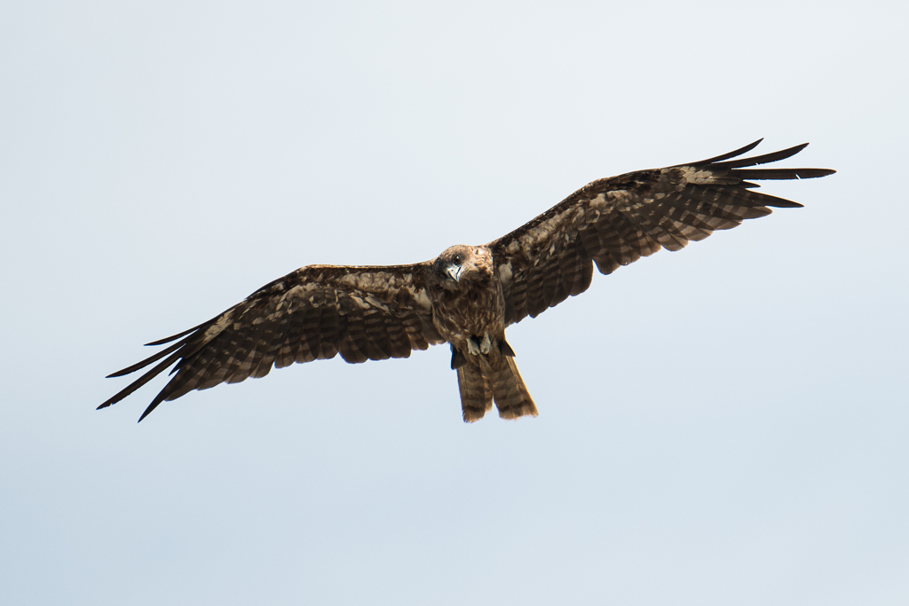 首を傾げるトンビ
