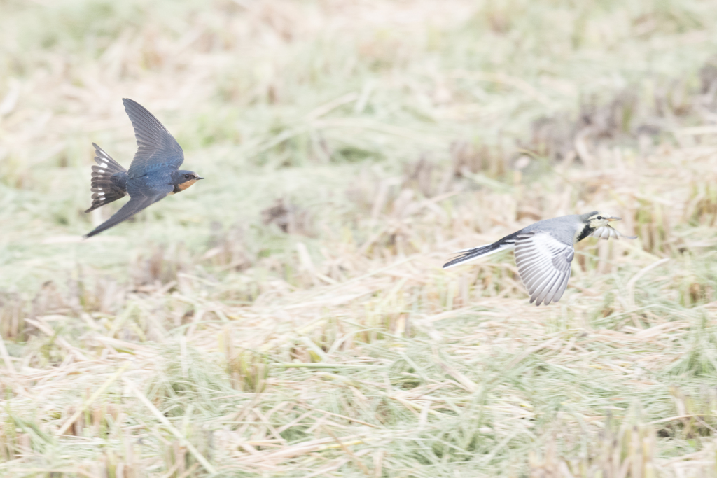 ツバメ　VS　セキレイ