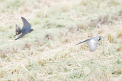 ツバメ　VS　セキレイ