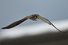 2026_チョウゲン003_281