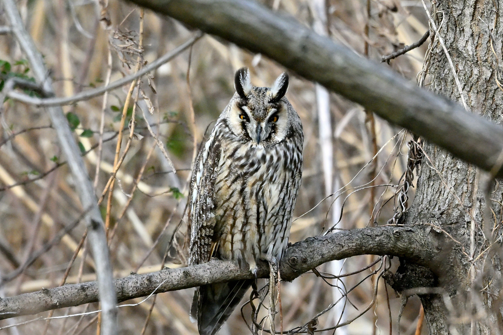 モズうるさいぞ！DSC_1451_121