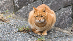 鴨川の目つきの悪い猫その③
