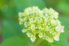 アジサイのこども