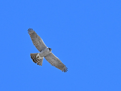 オオタカ_2022_002