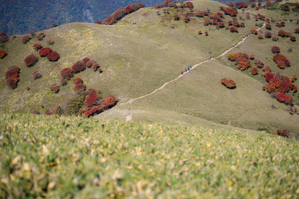 竜ヶ岳(三重)山頂付近07　赤い羊たち