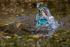 小魚を引っこ抜く