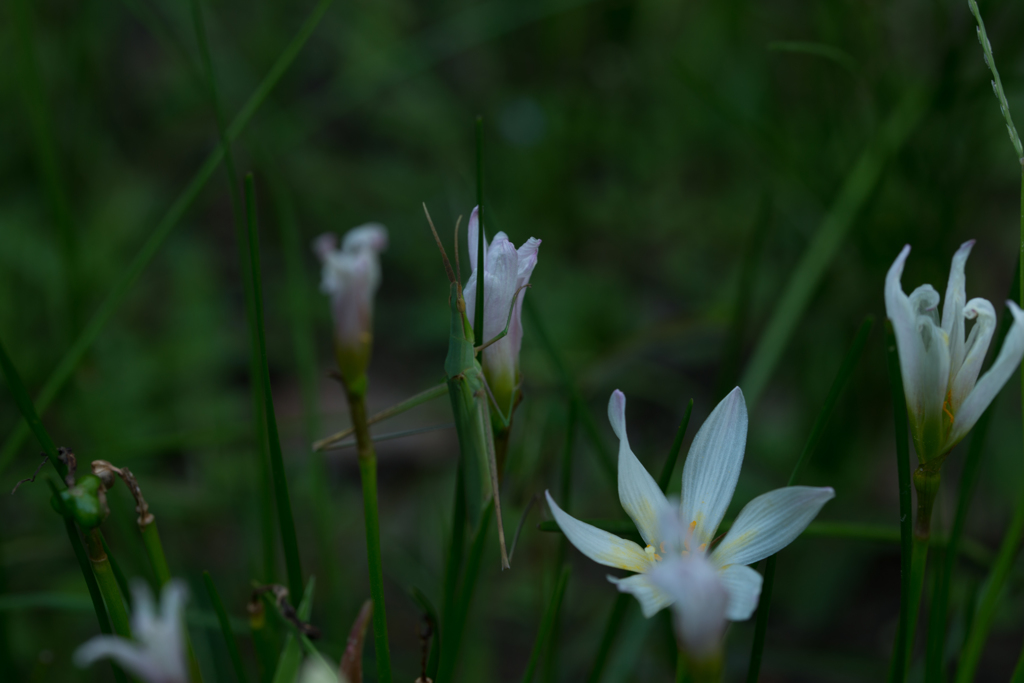 ショウリョウバッタ