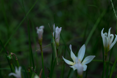 ショウリョウバッタ