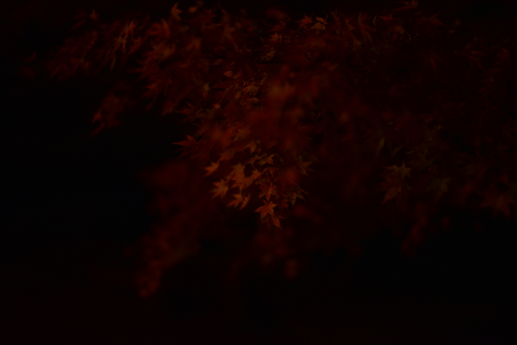 紅は暗闇の中でも紅