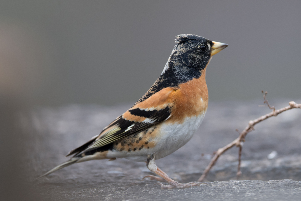 アトリ＠大阪城公園2